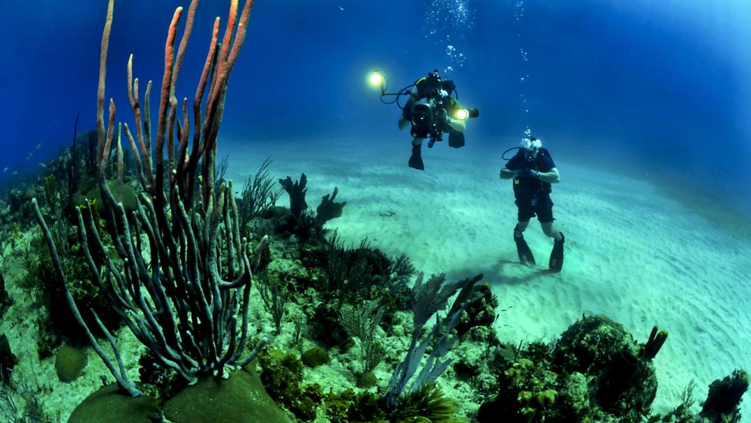 10 Colleges With a Marine Biology Major
